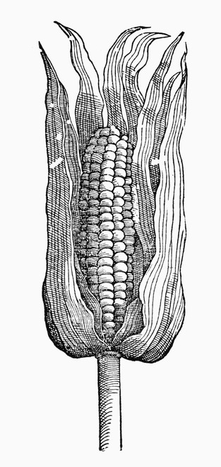 Botany: Corn, 1556. /Near Of Indian Corn (Zea Mays). Woodcut From Giovanni Battista Ramusio'S 'Delle Navigazioni E Viaggi,' Venice, Italy, 1556. Poster Print by Granger Collection - Item # VARGRC0102355