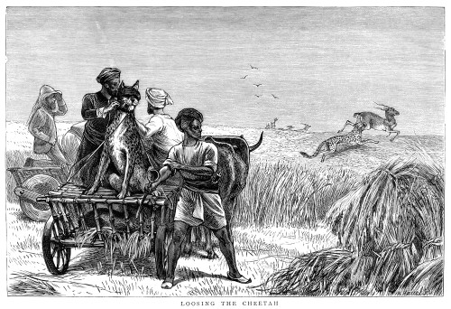 India: Antelope Hunt, 1872. /N'Loosing The Cheetah.' Hunting Antelope With Cheetahs In India. Wood Engraving, English, 1872. Poster Print by Granger Collection - Item # VARGRC0353171