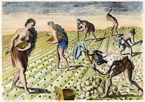 Florida Natives, 1591. /Nflorida Native Americans Tilling And Planting. Line Engraving, 1591, By Theodor De Bry After A Now Lost Drawing By Jacques Le Moyne De Morgues. Poster Print by Granger Collection - Item # VARGRC0010581