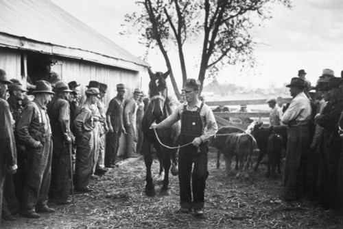 Missouri: Farm Sale, 1939. /Nhorse Is Paraded Before Prospective Buyers At A Farm Sale In Pettis County, Missouri. Photograph By Arthur Rothstein In November 1939. Poster Print by Granger Collection - Item # VARGRC0078416
