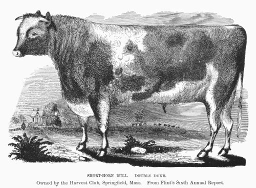 Short-Horn Bull, C1856. /N'Double Duke.' Wood Engraving, American, C1856. Poster Print by Granger Collection - Item # VARGRC0092919