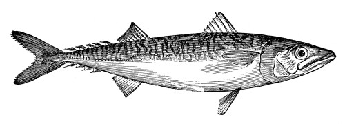 Mackerel. /Nline Engraving. Poster Print by Granger Collection