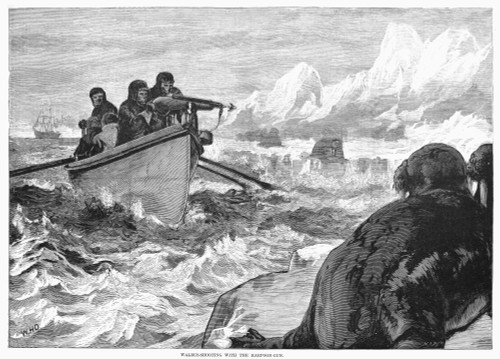 Walrus Hunt, 1875. /Nshooting Walrus With A Harpoon Gun. Wood Engraving, American, 1875. Poster Print by Granger Collection - Item # VARGRC0089269