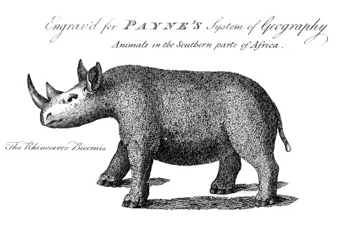 Rhinoceros. /Nline Engraving, C1799. Poster Print by Granger Collection - Item # VARGRC0082159
