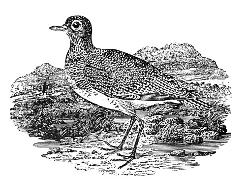 Golden Plover. /Ncharadrius Pluvialis. Wood Engraving By Thomas Bewick. Poster Print by Granger Collection - Item # VARGRC0082184