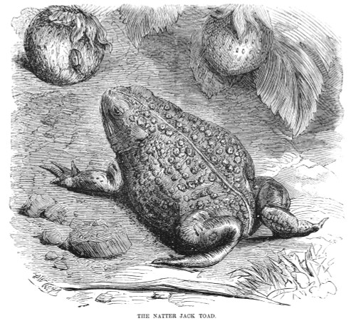 Natter Jack Toad. /Nwood Engraving, English, 19Th Century. Poster Print by Granger Collection - Item # VARGRC0082153