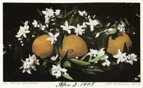 Postcard: Oranges, C1905. /Noranges And Blossoms. Chromolithograph, C1905. Poster Print by Granger Collection - Item # VARGRC0526795