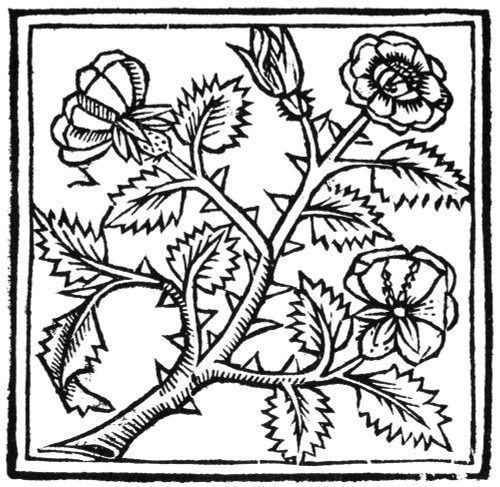Botany: Rose, 1503. /Nwoodcut From 'De Viribus Herbarum,' By Macer Floridus, Published At Paris, 1503. Poster Print by Granger Collection - Item # VARGRC0090899