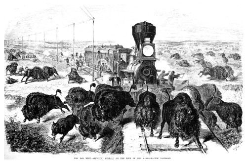 West: Shooting Buffalo. /Nthe Far West: Shooting Buffalo On The Line Of The Kansas-Pacific Railroad. Wood Engraving, American, 1871. Poster Print by Granger Collection - Item # VARGRC0035332