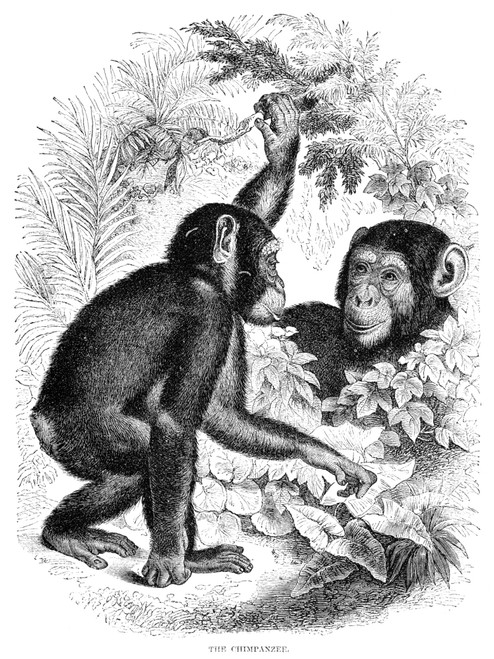 Chimpanzees. /Nline Engraving, English, 19Th Century. Poster Print by Granger Collection - Item # VARGRC0031901 Chimpanzees. /Nline Engraving, English, 19Th Century. Poster Print by Granger Collection - Item # VARGRC0031901