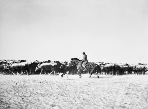 Cowboys, 1940. /Nbringing In Cattle From A Blizzard In Lyman County, South Dakota, 1940. Photographed By John Vachon. Poster Print by Granger Collection - Item # VARGRC0039772
