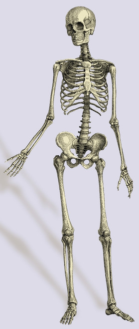 Human Skeleton Poster Print by Science Source - Item # VARSCIBJ5635