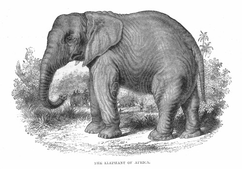 Elephant. /Nafrican Elephant. Wood Engraving, 19Th Century. Poster Print by Granger Collection - Item # VARGRC0064792