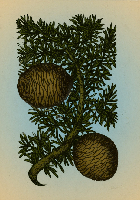 Cassia Tree, Alchemy Plant Poster Print by Science Source - Item # VARSCIBQ3297