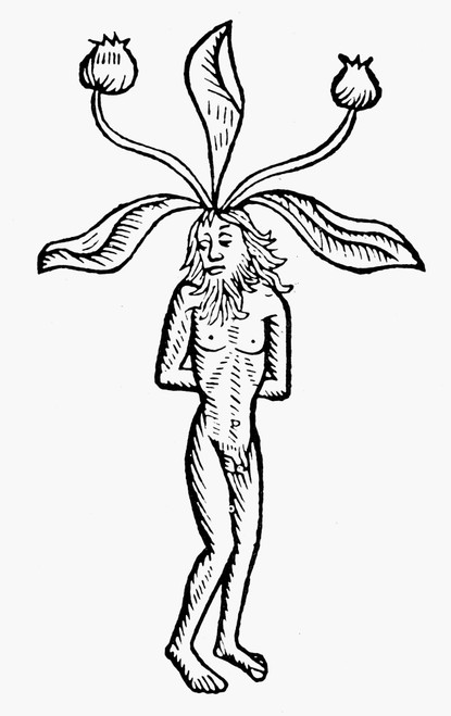 Botany: Male Mandrake. /Nwoodcut From Johannes De Cuba'S 'Hortus Sanitatis,' Paris, 1498. Poster Print by Granger Collection - Item # VARGRC0076416