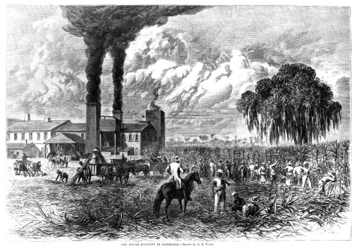 South: Sugar Plantation. /Nthe Sugar Harvest In Louisiana. Wood Engraving, American, 1875. Poster Print by Granger Collection - Item # VARGRC0038861