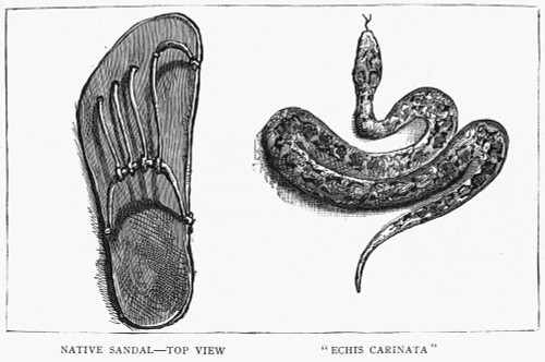 India: Snake, 1887. /Na Viper (Echis Carinatus), Next To A Sandal For Scale, In India. Wood Engraving, English, 1887. Poster Print by Granger Collection - Item # VARGRC0371099