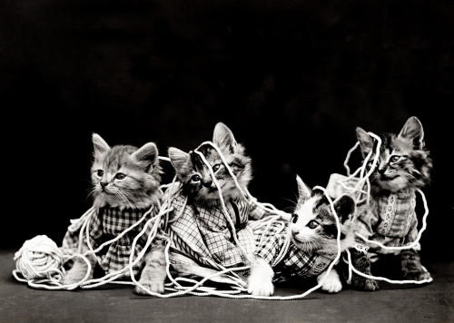 The Entanglement, 1914 Poster Print by Science Source - Item # VARSCIJB6408