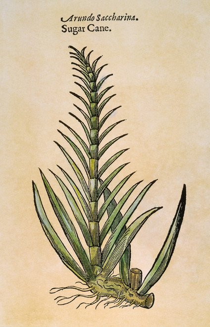Sugar Cane, 1597. /Nsugar Cane (Saccharum Officinarum). Woodcut, 1597, From John Gerard'S 'Herball'. Poster Print by Granger Collection - Item # VARGRC0035662