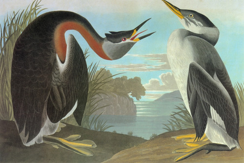 Audubon: Grebe. /Nred-Necked Grebe (Podiceps Grisegena). Engraving After John James Audubon For His 'Birds Of America,' 1827-38. Poster Print by Granger Collection