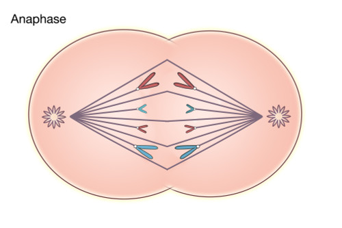 Anaphase of Mitosis Poster Print by Spencer Sutton/Science Source - Item # VARSCIBZ8051