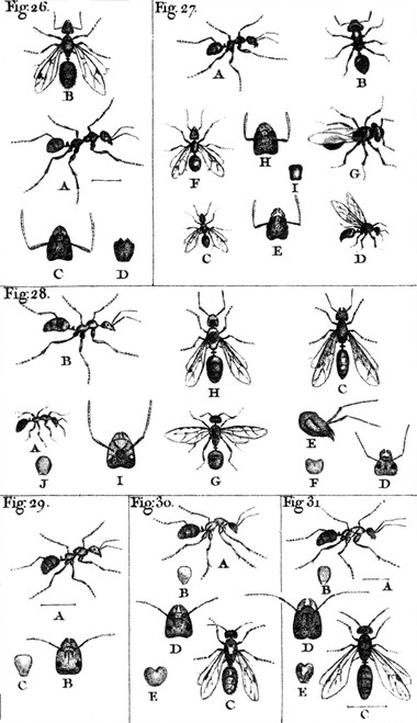 Natural History of Ants, 1802 Poster Print by Science Source - Item # VARSCIBW7033