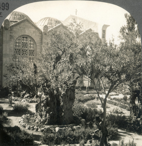 Garden Of Gethsemane. /Nthe Garden Of Gethsemane (Viewed From North) And New Church, East Jerusalem. Stereograph, C1920. Poster Print by Granger Collection - Item # VARGRC0069287