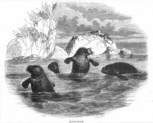 Manatee, 19Th Century. /Nwood Engraving, Mid-19Th Century. Poster Print by Granger Collection - Item # VARGRC0012726