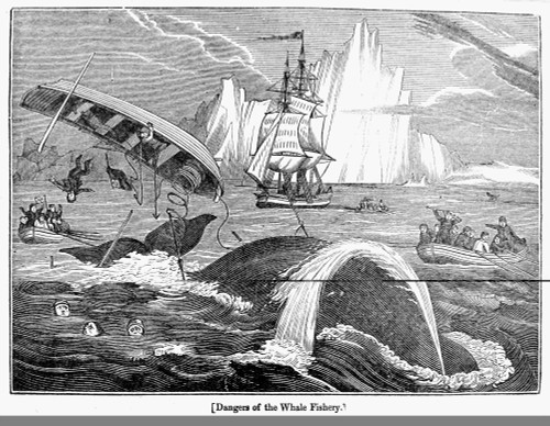 Whaling, 1833. /Na Whaling Crew Capsized By A Whale In The Arctic. Wood Engraving, English, 1833. Poster Print by Granger Collection - Item # VARGRC0005451