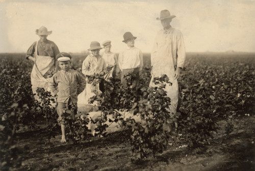Hine: Child Labor, 1913. /Norphan Boys As Young As Seven Years Old, From The Baptist Orphanage, Working On A Cotton Field Near Waxahachie, Texas. Photograph By Lewis Hine, October 1913. Poster Print by Granger Collection - Item # VARGRC0408341