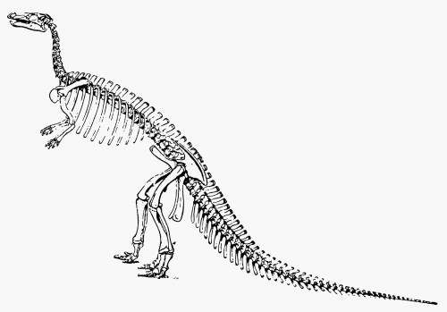 Dinosaur: Camptosaurus. /Nskeleton Of The Jurassic Ornithischian Dinosaur 'Camptosaurus.' Poster Print by Granger Collection - Item # VARGRC0016361