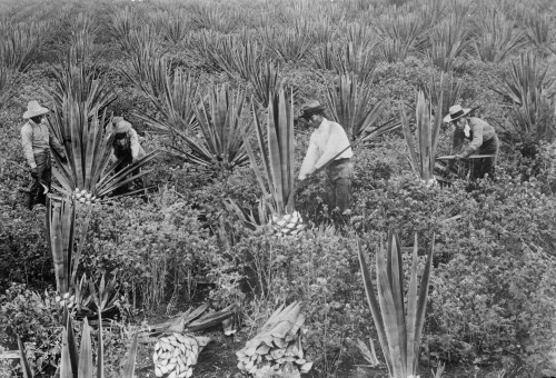 Hawaii: Japanese Farmers. /Njapanese Farmers Working On A Sisal Plantation In Hawaii, C1910. Poster Print by Granger Collection - Item # VARGRC0129865