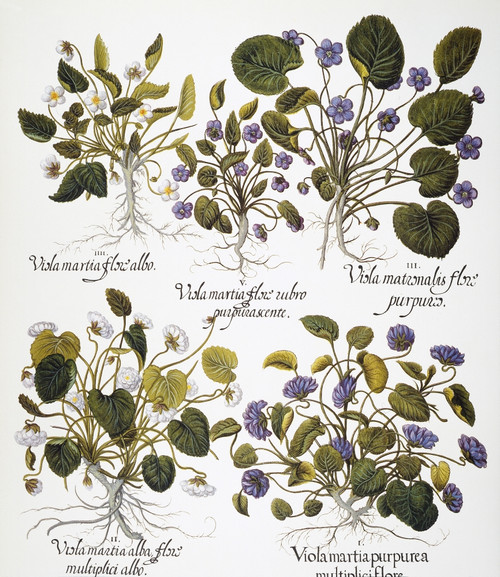 Violets, 1613. /N5 Forms Of Sweet Violet (Viola Adorata): Engraving For Basilius Besler'S "Florilegium," Published In Nuremberg In 1613. Poster Print by Granger Collection - Item # VARGRC0047458