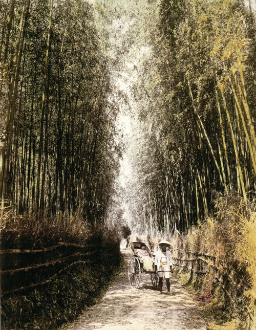 Japan: Bamboo Forest. /Na Young Girl In A Rickshaw Travelling Through A Bamboo Forest At Kyoto, Japan. Hand-Colored Photograph, C1890-1910. Poster Print by Granger Collection - Item # VARGRC0113532