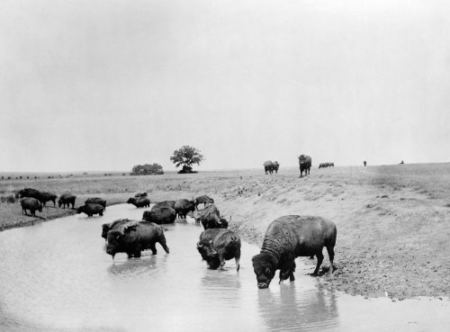 Yellowstone: Bison, C1905. /Na Herd Of Bison At A Lake In Yellowstone National Park, Wyoming. Photograph, C1905. Poster Print by Granger Collection - Item # VARGRC0129933