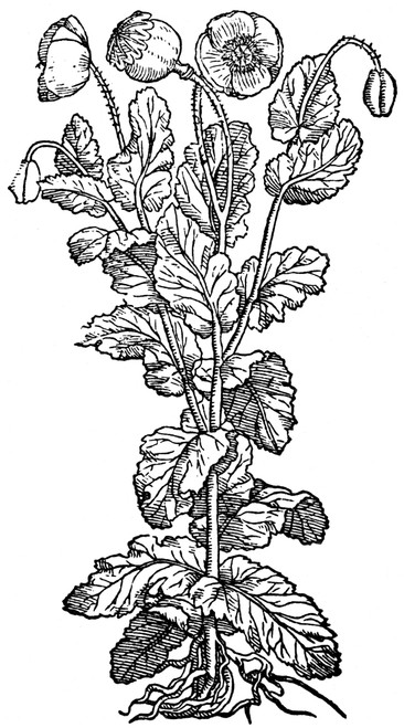 Opium Poppy, 1579. /Nwoodcut, French, 1579. Poster Print by Granger Collection - Item # VARGRC0012159