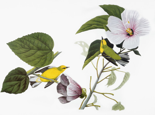 Audubon: Warbler. /Nblue-Winged Yellow Warbler (Vermivora Cyanoptera, Formerly Vermivora Pinus), After John James Audubon For His 'Birds Of America,' 1827-38. Poster Print by Granger Collection - Item # VARGRC0007567