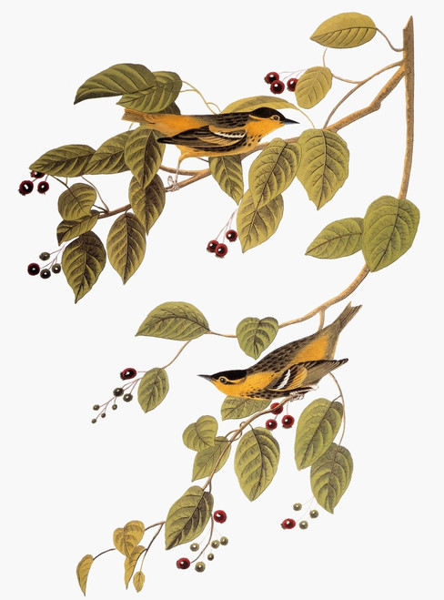 Audubon: Warbler. /Ncarbonated Warbler (Dendroica Carbonata), From John James Audubon'S 'The Birds Of America,' 1827-1838. Poster Print by Granger Collection - Item # VARGRC0007632 Audubon: Warbler. /Ncarbonated Warbler (Dendroica Carbonata), From John James Audubon'S 'The Birds Of America,' 1827-1838. Poster Print by Granger Collection - Item # VARGRC0007632