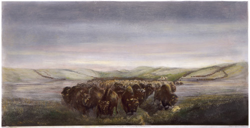 Buffalo Herd, 1862. /N'The Buffalo Herd On The Move.' American Lithograph, 1862, After William Jacob Hays. Poster Print by Granger Collection - Item # VARGRC0008533