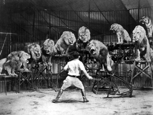 Animal Tamer, 1930S. /Namerican Animal Tamer Clyde Beatty Performing In The 1930S. Poster Print by Granger Collection - Item # VARGRC0002272