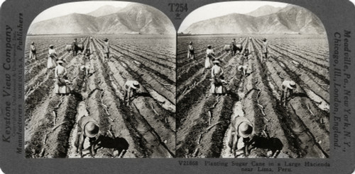 Peru: Sugar Cane, C1910. /N'Planting Sugar Cane In A Large Hacienda Near Lima, Peru.' Stereograph, C1910. Poster Print by Granger Collection - Item # VARGRC0324942