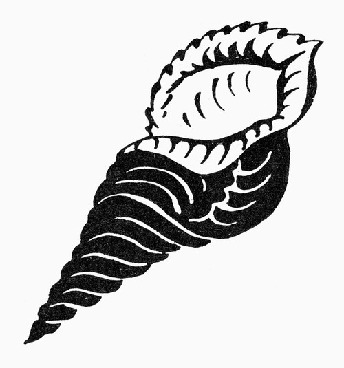 Triton'S Horn. /Nthe Horn Of Triton, A Deity Of The Sea In Greek Mythology. Also A Symbol Of Safe Travel. Line Engraving. Poster Print by Granger Collection - Item # VARGRC0098447