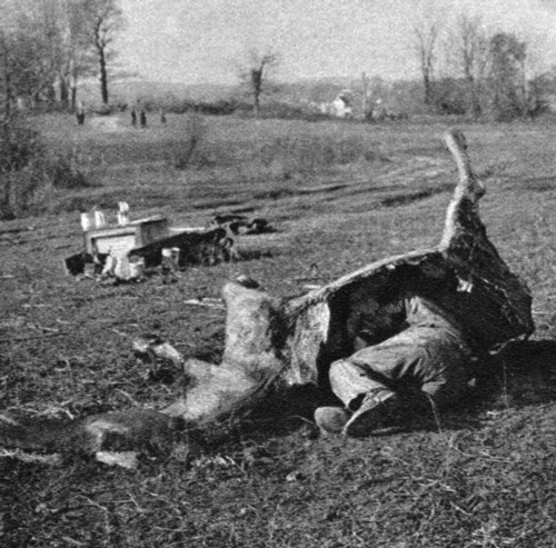 World War I: Camouflage. /Na Dummy Dead Horse Constructed As A Hiding Place For Soldiers To Spy In The Middle Of A Field. Photograph, 1914-1918. Poster Print by Granger Collection - Item # VARGRC0407914