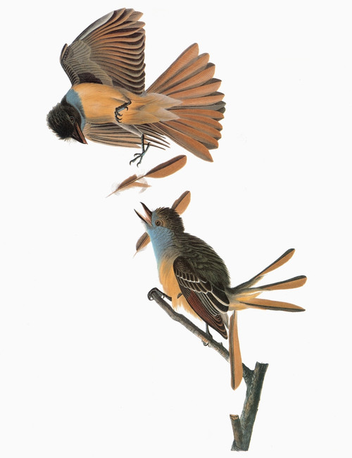 Audubon: Flycatcher. /Ngreat Crested Flycatcher (Myiarchus Crinitus). Engraving After John James Audubon For His 'Birds Of America,' 1827-38. Poster Print by Granger Collection - Item # VARGRC0351344