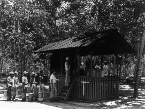 Brazil: Rubber Plantation. /Nworkers At A Rubber Plantation In Brazil. Photograph, C1925. Poster Print by Granger Collection - Item # VARGRC0110563