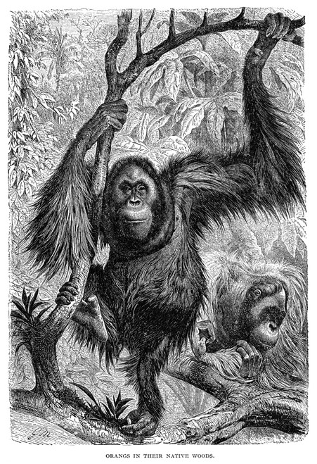 Orangutans. /Nline Engraving, English, 19Th Century. Poster Print by Granger Collection - Item # VARGRC0067241