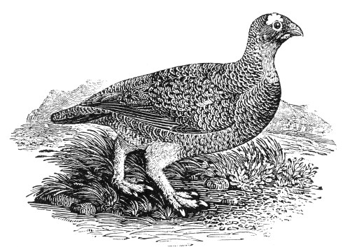 Red Grouse. /Nwood Engraving, Early 19Th Century. Poster Print by Granger Collection - Item # VARGRC0082180