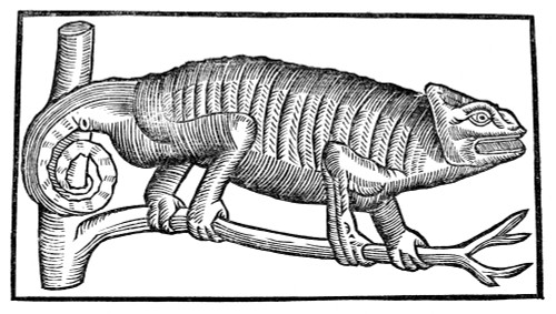 Chameleon. /Nwoodcut, French, 16Th Century. Poster Print by Granger Collection - Item # VARGRC0081960