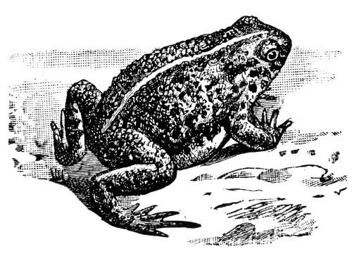 Toad. Poster Print by Granger Collection - Item # VARGRC0082156
