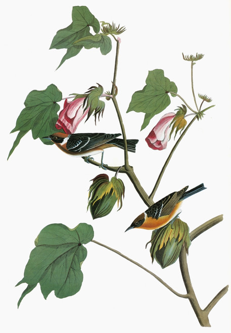 Audubon: Warbler. /Nbay-Breasted Warbler (Setophaga Castanea, Formerly Dendroica Castanea). Engraving After John James Audubon For His 'Birds Of America,' 1827-38. Poster Print by Granger Collection - Item # VARGRC0351671